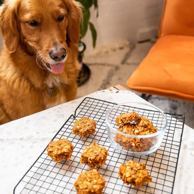 Pulpy Dog Treats